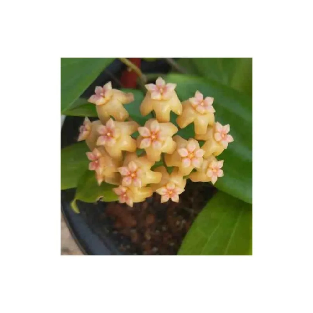 Hoya neo-ebutica (fleur de porcelaine, fleur de cire) jaune - taille pot de 2 litres - 20/40 cm